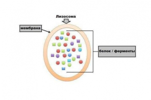Характерна, роль та утворення клітинних лізосом